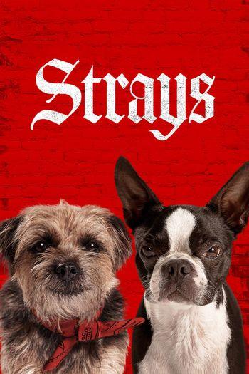 Strays (2023) BluRay 1080p 720p 480p Dual Audio Hindi English